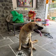 Nimai’s Pet Clinic photo