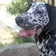 P.F.A Animal Care photo