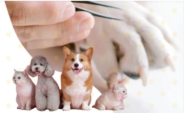 Papas Lifeline Pet Clinic & Veterinary Hospital – 24×7 Care Jayanagar photo