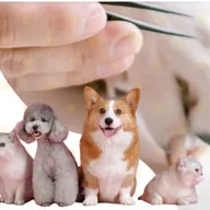 Papas Lifeline Pet Clinic & Veterinary Hospital – 24×7 Care Jayanagar photo