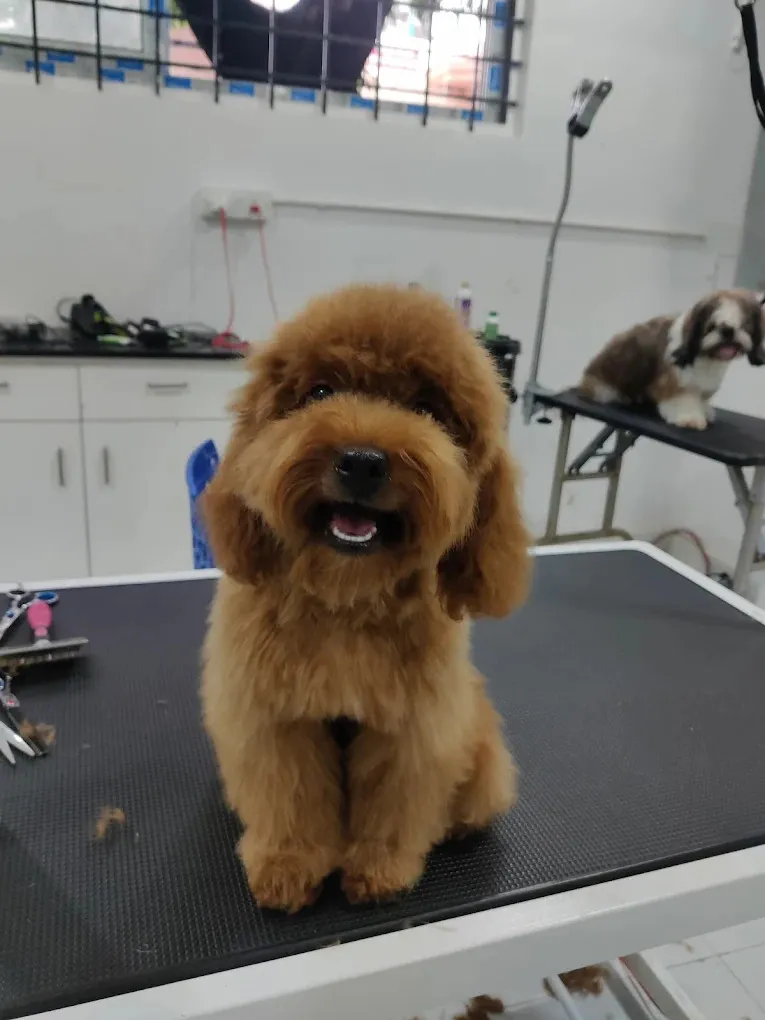 Papas Lifeline Veterinary Hospital & Pet Clinic – Banaswadi photo