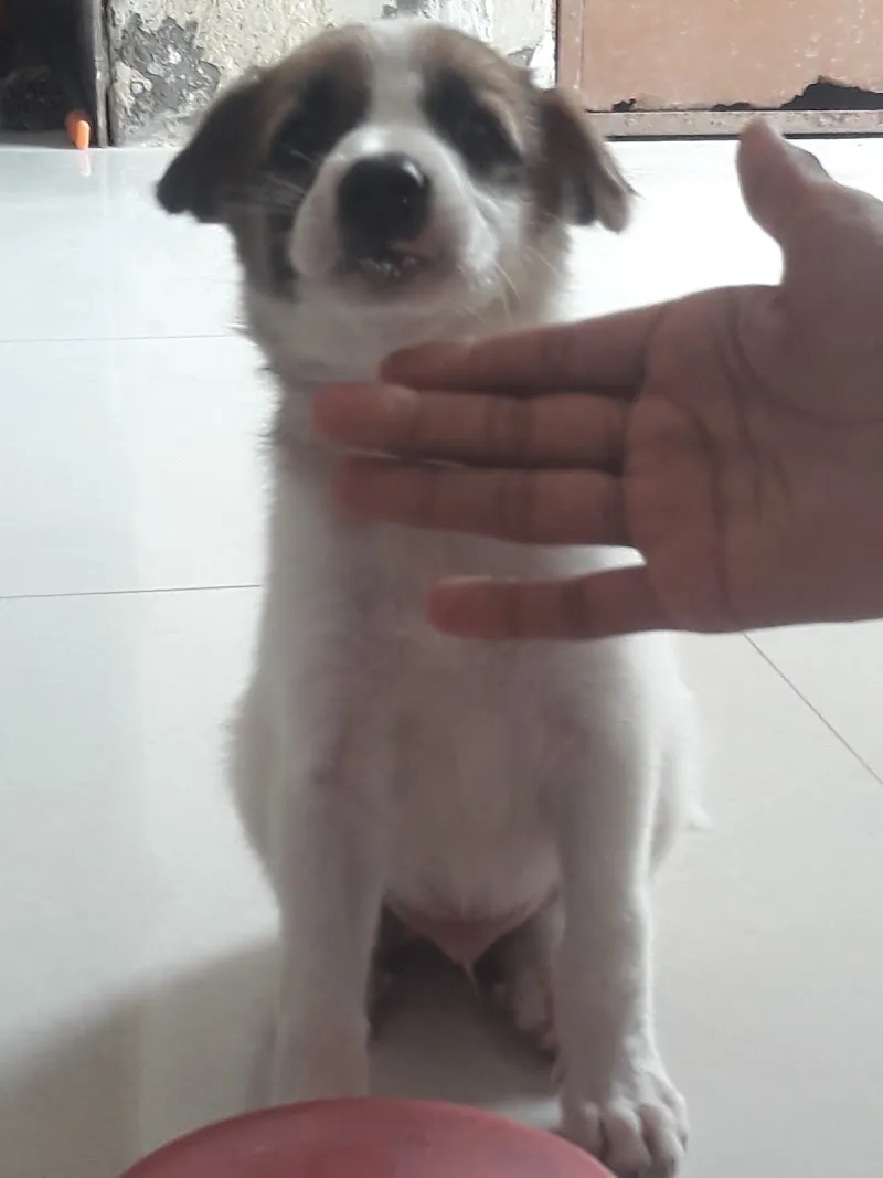 Pashu Chikitsalaya photo