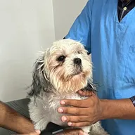 Paw Centric Pet Clinic (Sector 117) photo