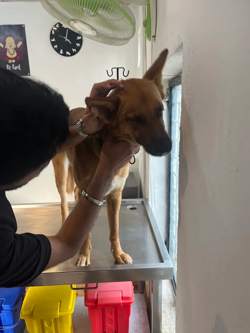 Pawfect Vet Clinic photo
