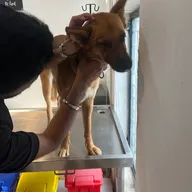 Pawfect Vet Clinic photo