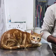 Pawrentz Vet Care photo