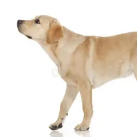 Paws photo