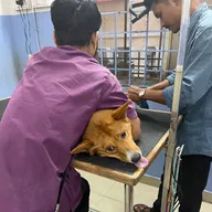 Paws Valley Pet Hospital Kaggadaspura Branch photo