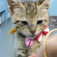Paws Valley Pet hospital photo