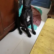 PAWS photo