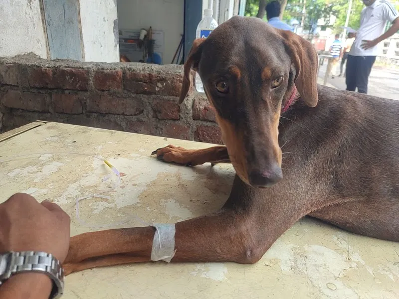 PCMC Pet Clinic photo