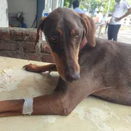 PCMC Pet Clinic photo