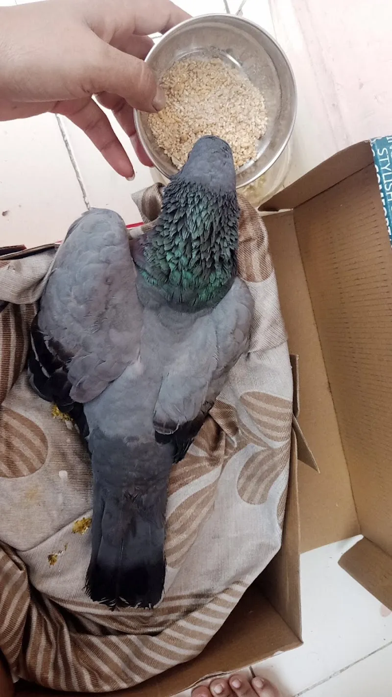 Pet and Birds Zone photo