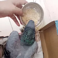 Pet and Birds Zone photo