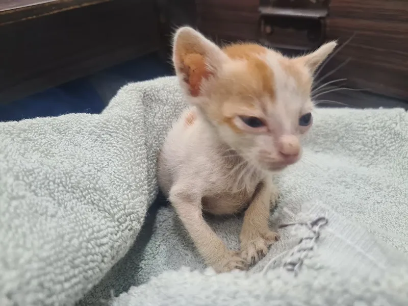 Pet Care Clinic photo