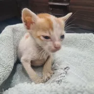 Pet Care Clinic photo