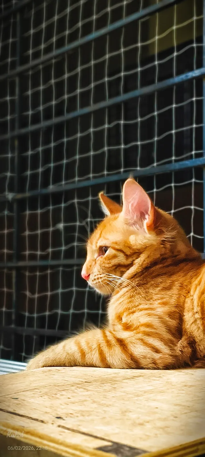 Pet Clinic photo