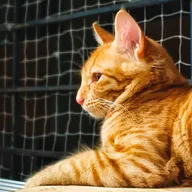 Pet Clinic photo