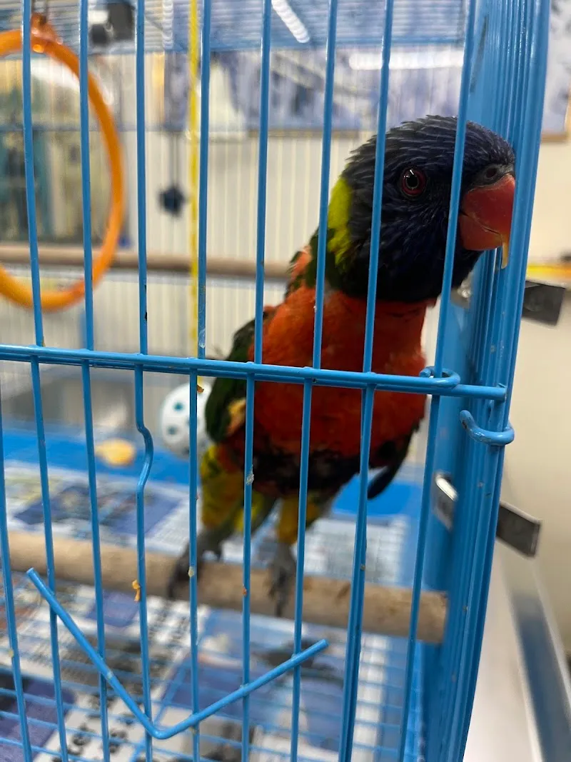 Pet Clinic Dr-Vishawanth jadav photo