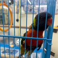 Pet Clinic Dr-Vishawanth jadav photo