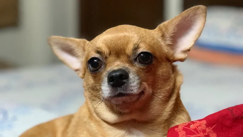 Pet Clinic photo