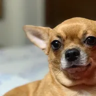 Pet Clinic photo