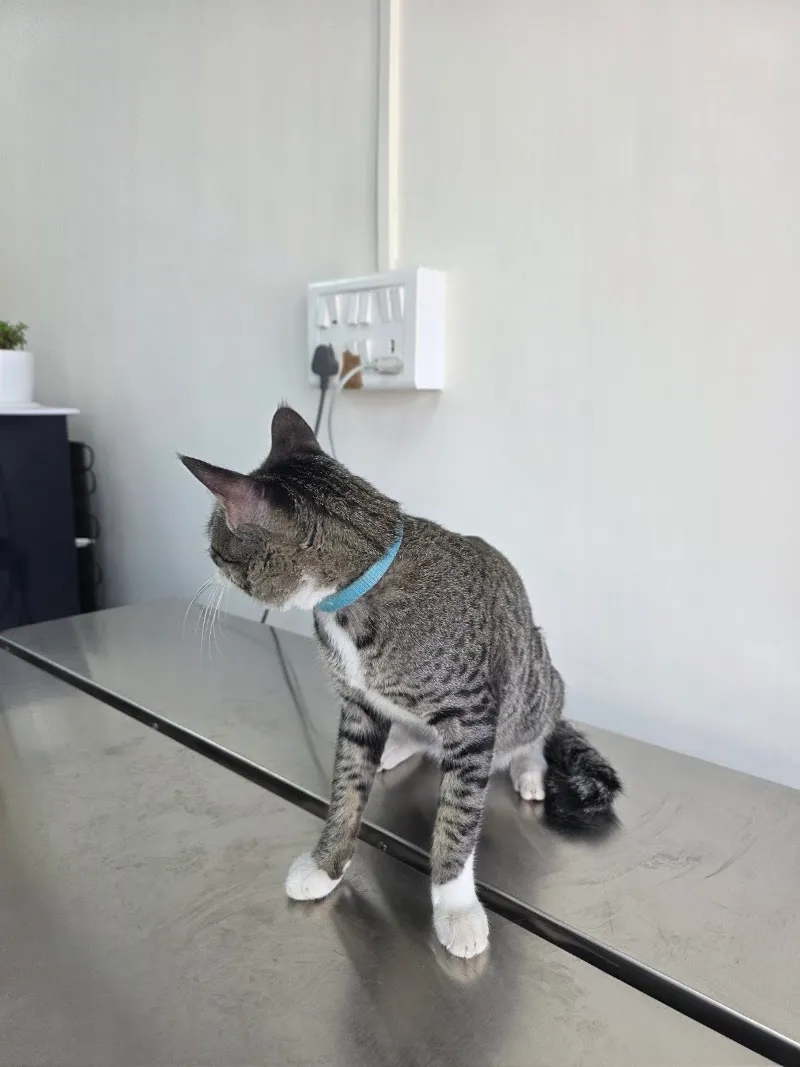 PET CLINIC WORLD photo