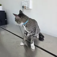 PET CLINIC WORLD photo