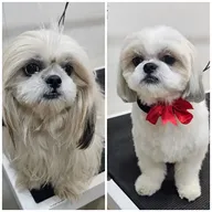Pet gallery photo