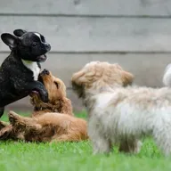 Pet Hospital photo