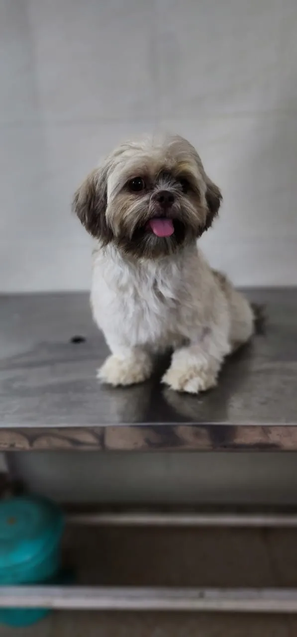 Pet Vet Care India | Delhi’s Best Veterinary Doctor Jitender Jagpal photo