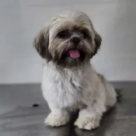 Pet Vet Care India | Delhi’s Best Veterinary Doctor Jitender Jagpal photo