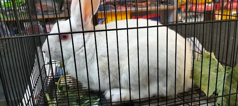 PET VET CLINIC photo