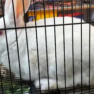 PET VET CLINIC photo