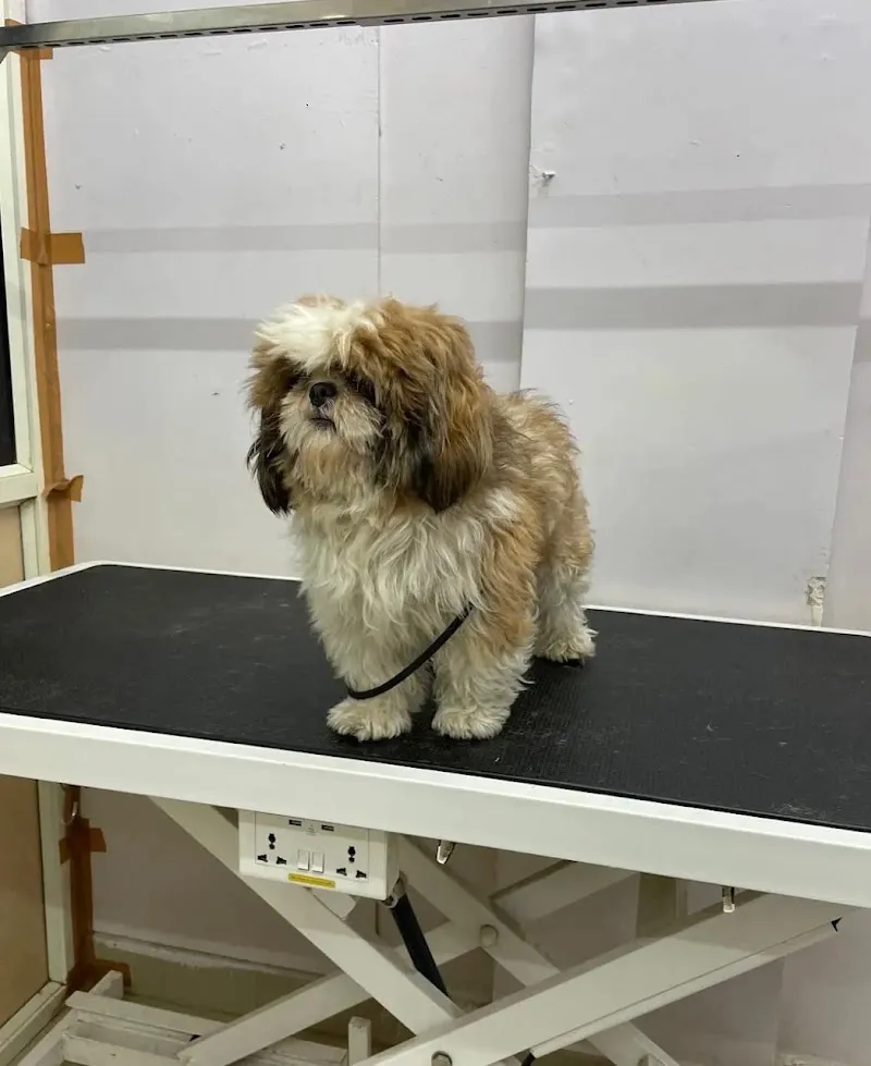 PetLifeline Hospital and Grooming center photo