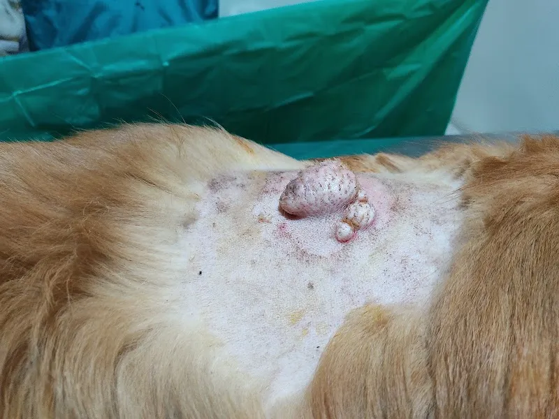 Petmax Pet Clinic photo