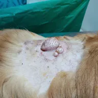 Petmax Pet Clinic photo
