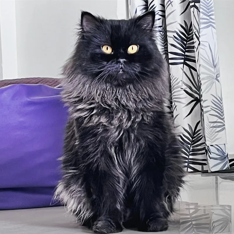 PETMED VETERINARY CLINIC photo