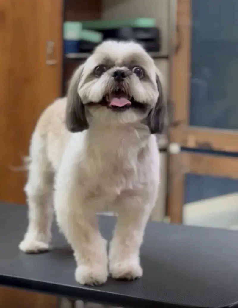 Pets Forever Bengaluru – Pets-Grooming and Spa and pet clinic photo