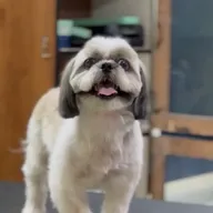 Pets Forever Bengaluru – Pets-Grooming and Spa and pet clinic photo