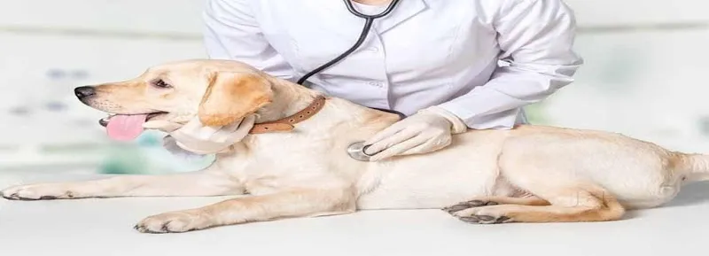 Pets Friendly Clinic -Your Family Vet photo