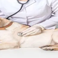 Pets Friendly Clinic -Your Family Vet photo