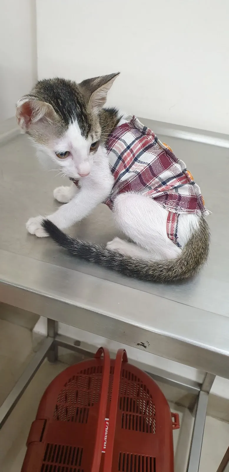 Pet’s Health Corner photo