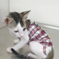 Pet’s Health Corner photo