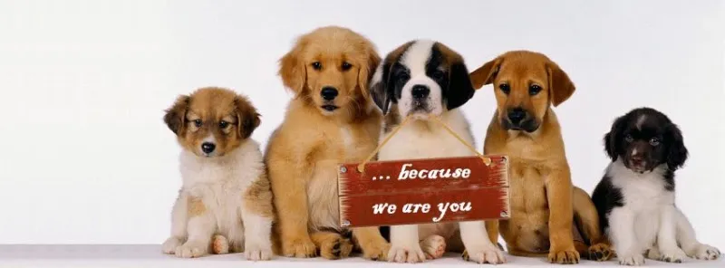 PET’S HEAVEN | DOG & CAT CLINIC | MAGARPATTA – HADAPSAR photo