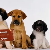 PET’S HEAVEN | DOG & CAT CLINIC | MAGARPATTA – HADAPSAR photo