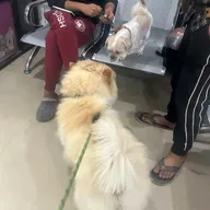 Pets Terminal Clinic photo