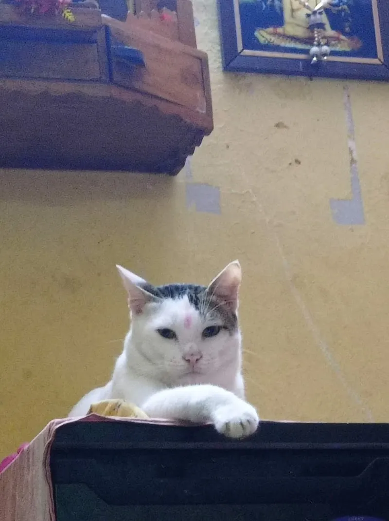 Pet’s Wellness Corner photo