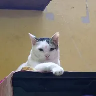 Pet’s Wellness Corner photo