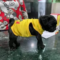 PETSMATE photo